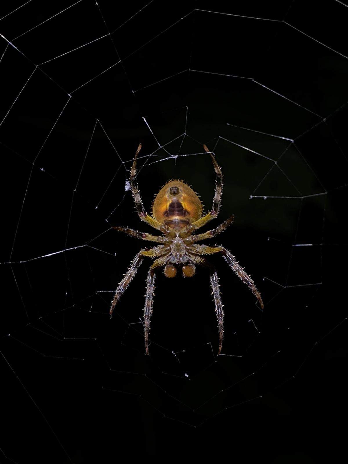 סוכני נסיעות | Asaf Vero