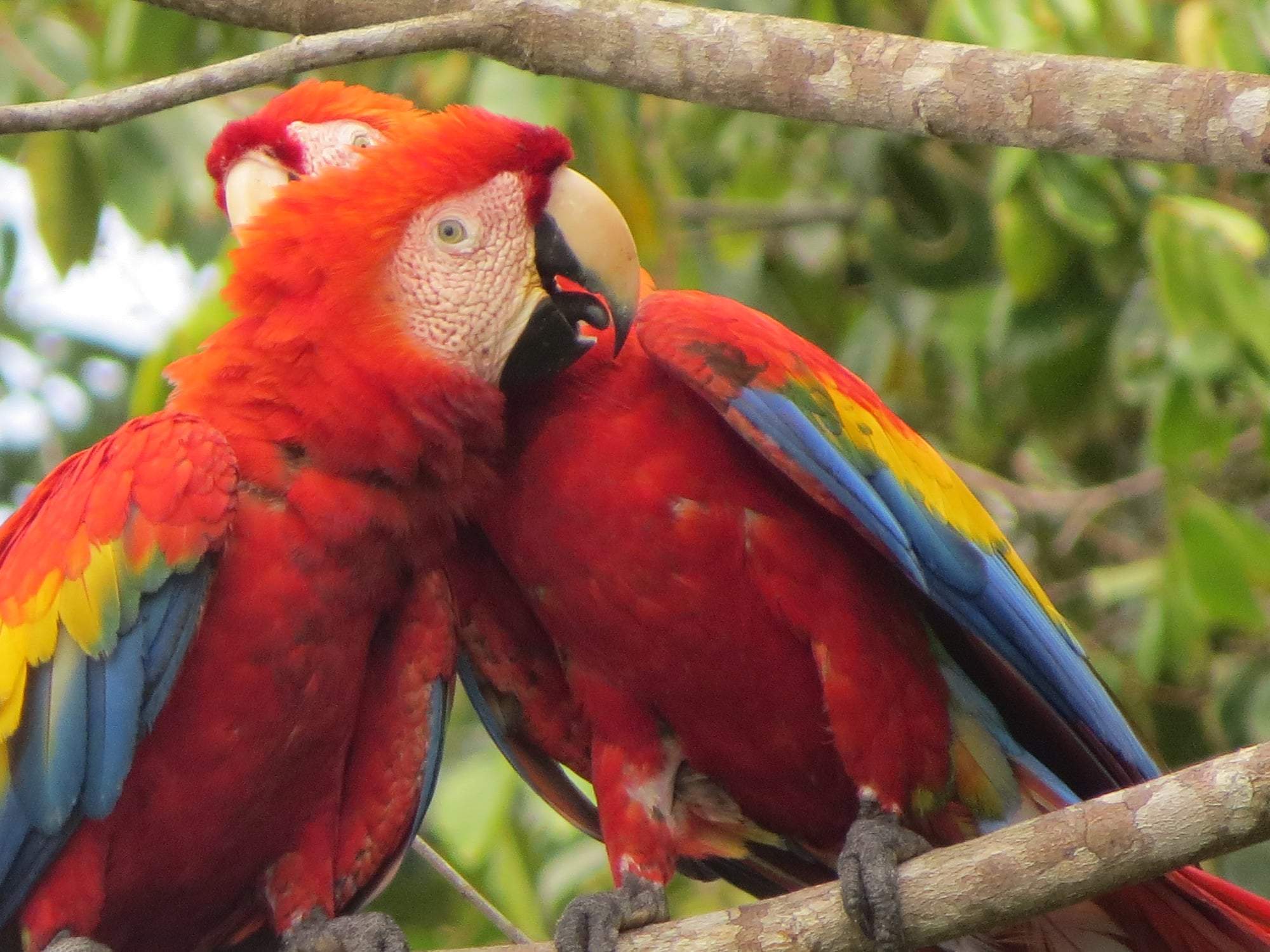 סוכני נסיעות | Asaf Vero
