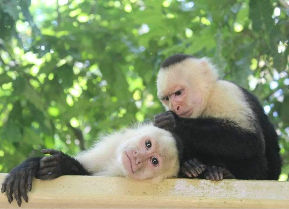 סוכני נסיעות | Asaf Vero