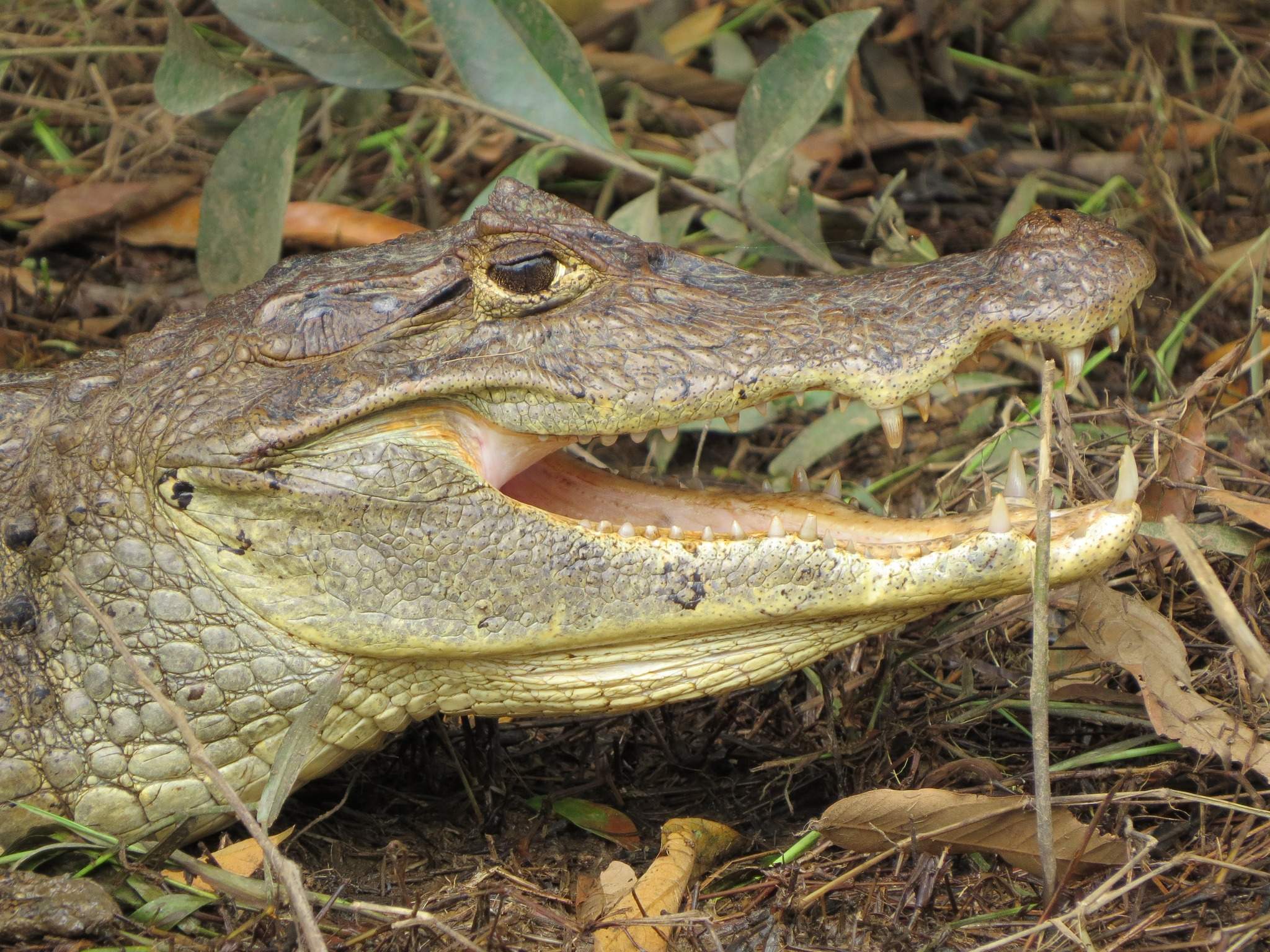 סוכני נסיעות | Asaf Vero