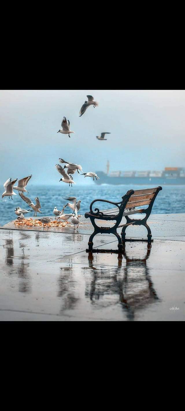 סוכני נסיעות | במבי טורס